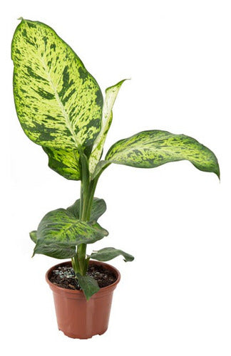 Dieffenbachia Sunrise Pote 15cm
