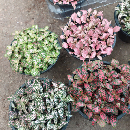 Fitonia Hoja Mini C13