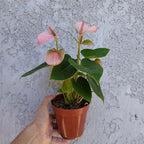 Anturio Surtido Pote 12cm