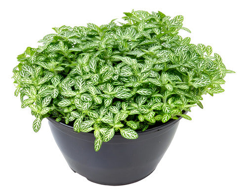 Fitonia Hoja Mini C13