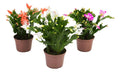 Flor De Mayo Pote 15cm Surtido
