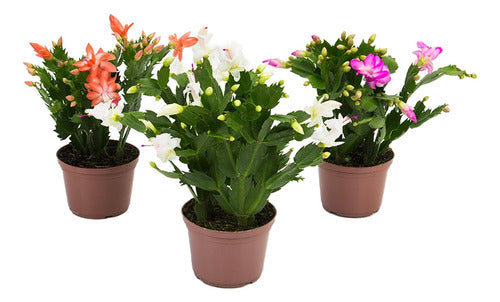 Flor De Mayo Pote 15cm Surtido