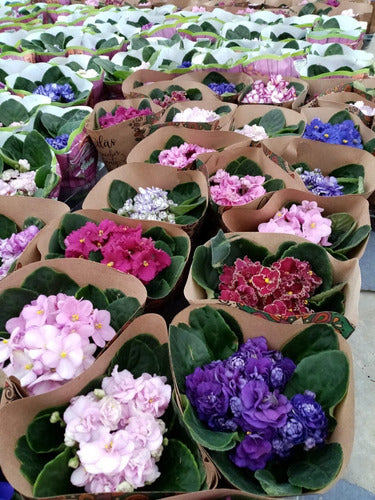 Violeta Africana Pote 11cm Bandeja × 10 Unidades