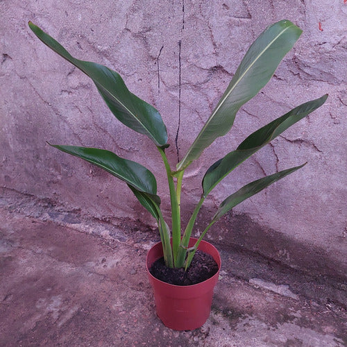 Ravenala Pote 17cm Pote 17