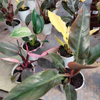 Philodendron Variado P12 Surtido