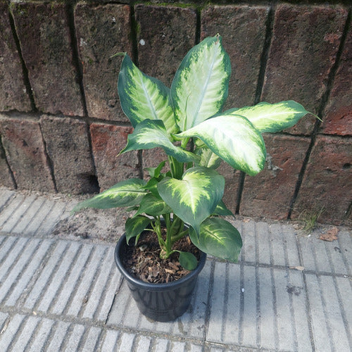 Dieffenbachia Camilla Pote 17cm