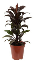 Dracena Cordyline Chocolate Pote 12cm Chocolate