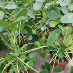 Pilea Peperomioides P14