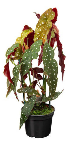 Begonia Maculata Ala De Ángel Pote 17cm