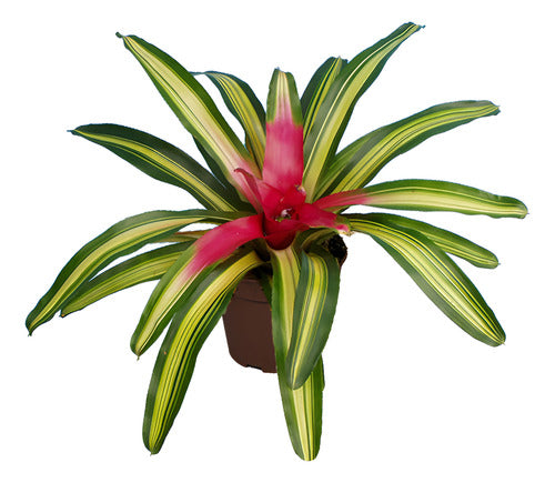 Bromelia Pote 15cm
