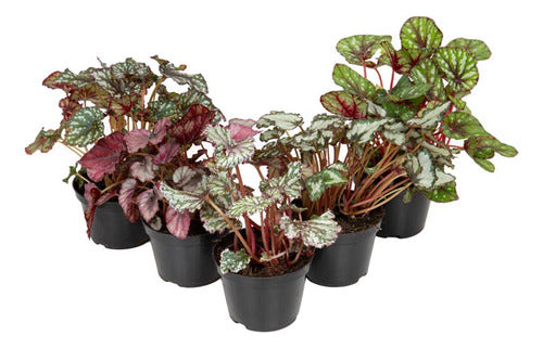 Begonia Rex Pote 11cm