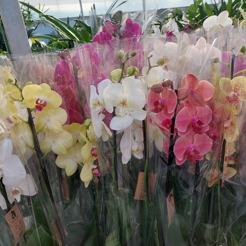 Orquídea Phalaenopsis Con 2 Varas Florales Pote 12cm