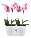Orquídeas Phalaenopsis P12 + Maceta Brussels Orchid Duo Elho