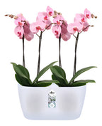 Orquídeas Phalaenopsis P12 + Maceta Brussels Orchid Duo Elho