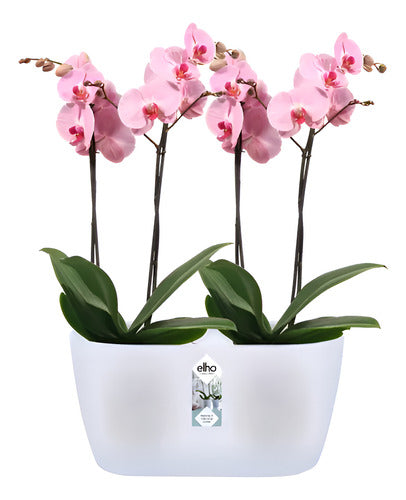 Orquídeas Phalaenopsis P12 + Maceta Brussels Orchid Duo Elho