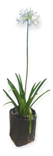Agapanto Blanco Extragrande En Flor