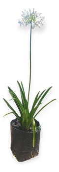 Agapanto Blanco Extragrande En Flor