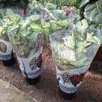 Caladium Surtido Pote 17cm