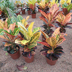 Croton Hib Petra Pote 17cm