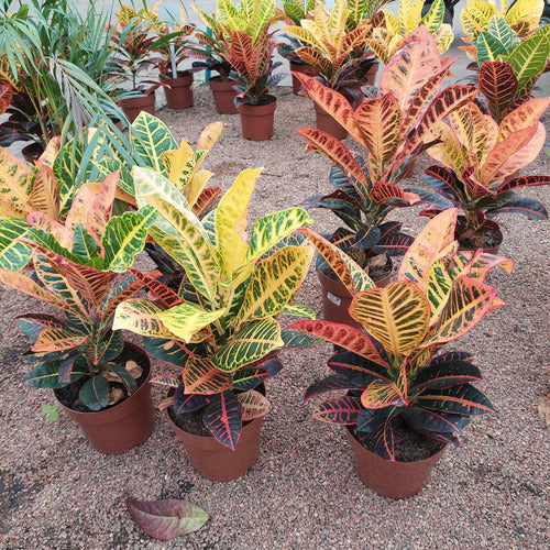 Croton Hib Petra Pote 17cm