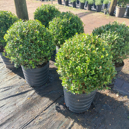 Boj Topiario Tamaño Extra Grande