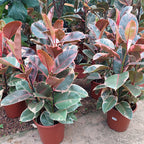 Ficus Elastica Ruby Pote 24cm