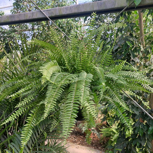 Helecho Americano En Maceta Colgante 25cm