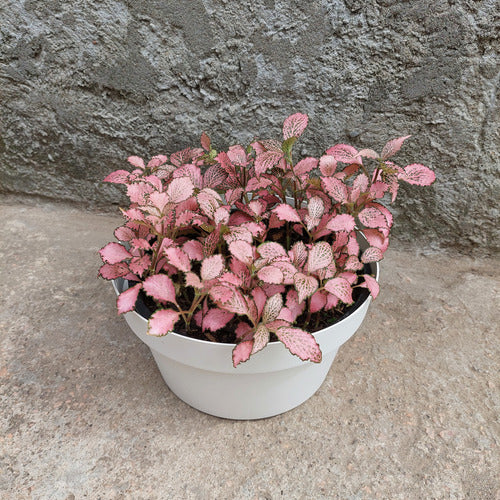 Maceta Vasart Sampa Bowl 23 × 12cm Blanco Sampa Bowl