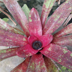 Bromelia Pote 15cm