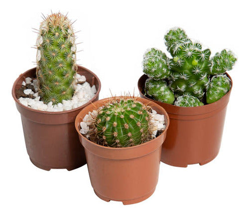 Cactus Mini Pote 6cm