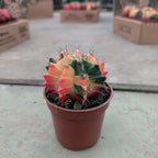 Cactus Gymnocalycium Mihanovichii Pote 6cm Surtido