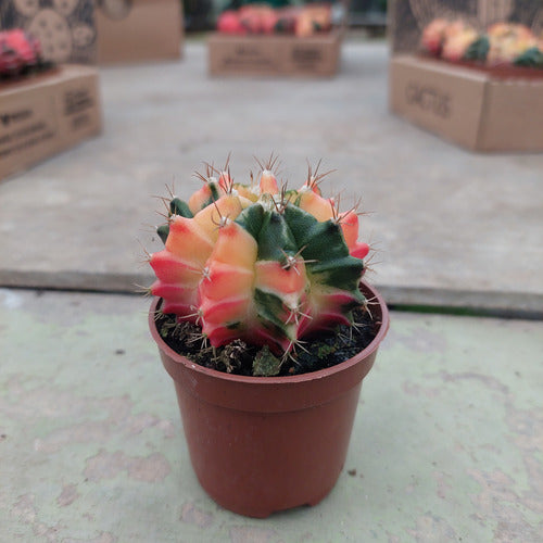 Cactus Gymnocalycium Mihanovichii Pote 6cm Surtido