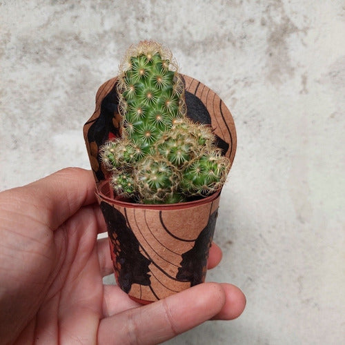 Bandeja De Cactus Pote 6cm × 15 Unidades