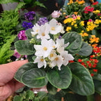 Violeta Africana Pote 11cm