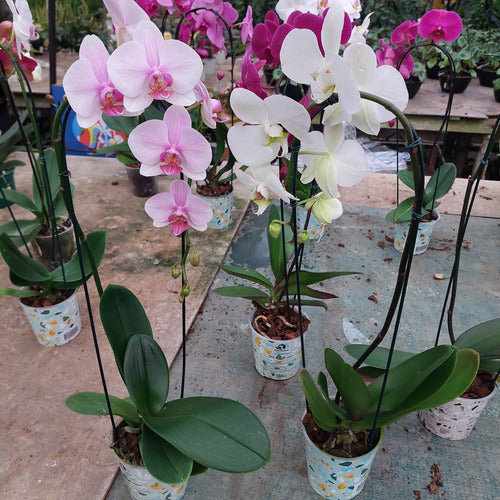 Orquídea Phalaenopsis Cascada Pote 12cm