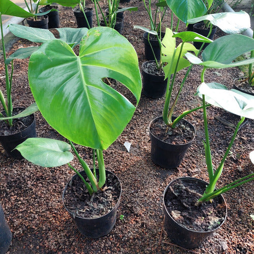 Monstera Deliciosa Pote 17cm