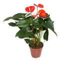 Anturio Prince Of Orange Pote 17cm