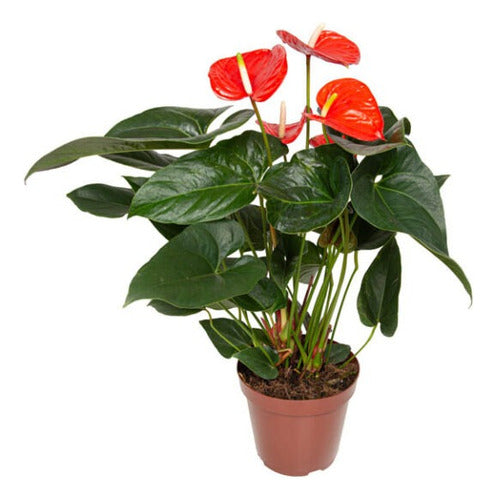 Anturio Prince Of Orange Pote 17cm