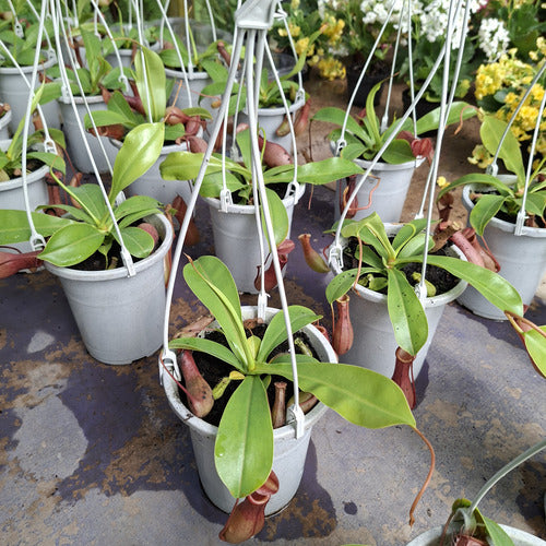 Planta Carnívora Nepenthes Pote 13cm