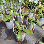 Planta Carnívora Nepenthes Pote 13cm