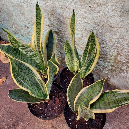 Espada De San Jorge - Sansevieria Laurentii Pote 15cm