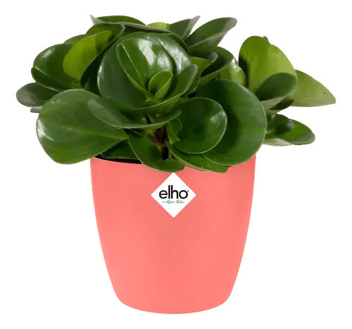 Maceta Brussels Round Mini 9,5cm Elho Rosa Brussels Round Mini