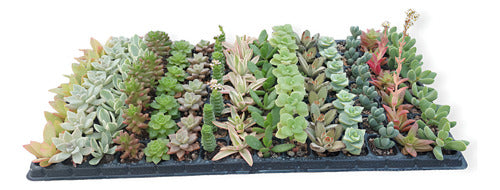 Bandeja De Suculentas × 105 Unidades