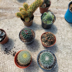 Cactus Mini Pote 6cm