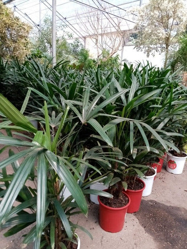 Palmera Raphis Excelsa Pote 24cm