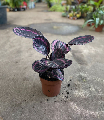 Calathea Rosea Picta Dottie Pote 17cm