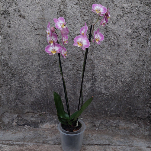 Maceta Para Orquídea Nutriplan 15cm Transparente