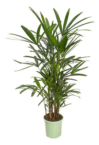 Palmera Raphis Excelsa Pote 24cm