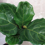 Ficus Lyrata Pote 17cm