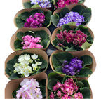 Violeta Africana Pote 11cm Bandeja × 10 Unidades